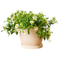 Calibrachoa Plant