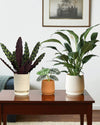 Calm Corner Set - Plant Bundle - PROD - CALM - 7073 - Tumbleweed Plants - Online Plant Delivery Singapore