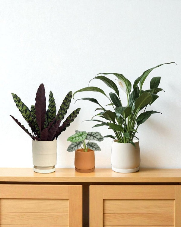 Calm Corner Set - Plant Bundle - PROD - CALM - 7073 - Tumbleweed Plants - Online Plant Delivery Singapore