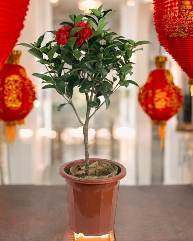 Camellia - Potted plant - GIFT - WINT - 3304 - Tumbleweed Plants - Online Plant Delivery Singapore