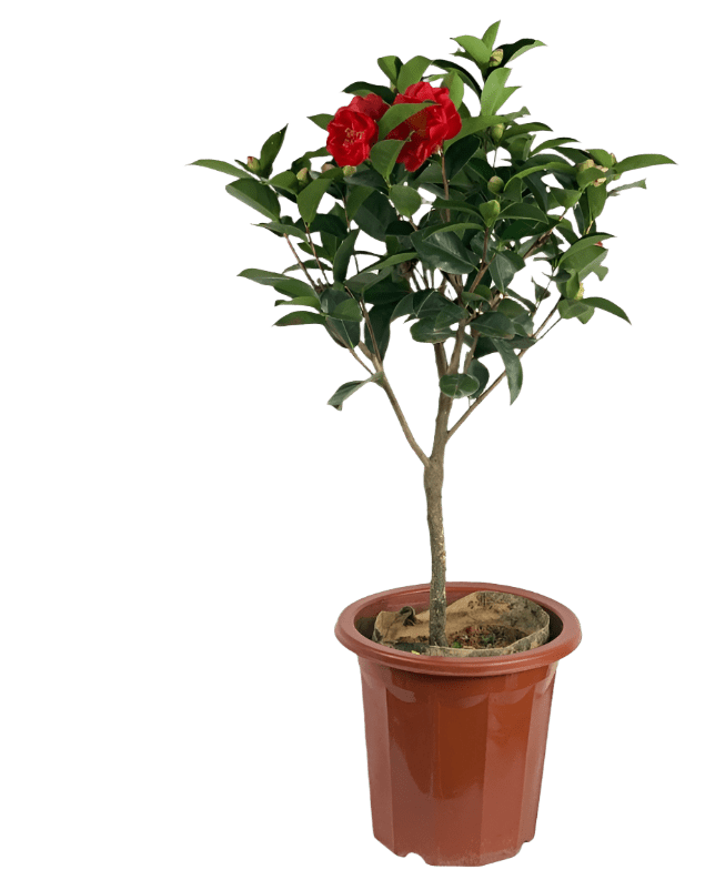 Camellia - Potted plant - GIFT - WINT - 3304 - Tumbleweed Plants - Online Plant Delivery Singapore