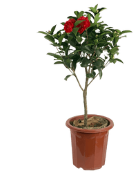 Camellia - Potted plant - GIFT - WINT - 3304 - Tumbleweed Plants - Online Plant Delivery Singapore