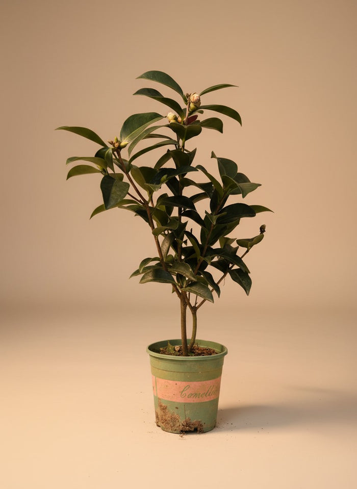 Camellia Blooms Petite Tree (special launch price!) - Potted plant -  - Tumbleweed Plants - Online Plant Delivery Singapore