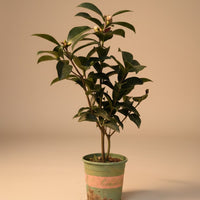 Camellia Blooms Petite Tree (special launch price!)