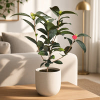 Camellia Blooms Petite Tree (special launch price!)