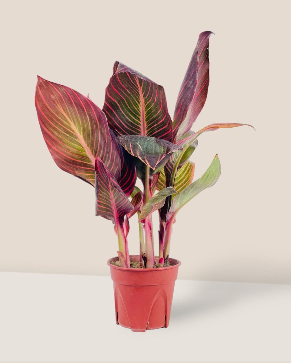 Canna Lily Plant - grow pot - Potted plant - Tumbleweed Plants - Online Plant Delivery Singapore