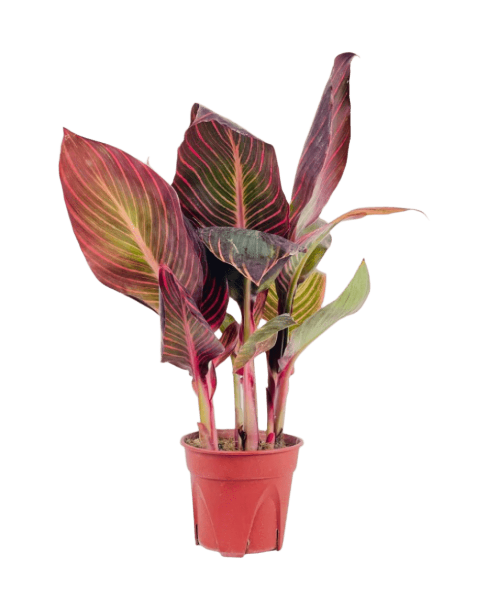 Canna Lily Plant - Potted plant - POTT - CANN - GRW - 6280 - Tumbleweed Plants - Online Plant Delivery Singapore