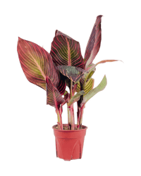 Canna Lily Plant - Potted plant - POTT - CANN - GRW - 6280 - Tumbleweed Plants - Online Plant Delivery Singapore