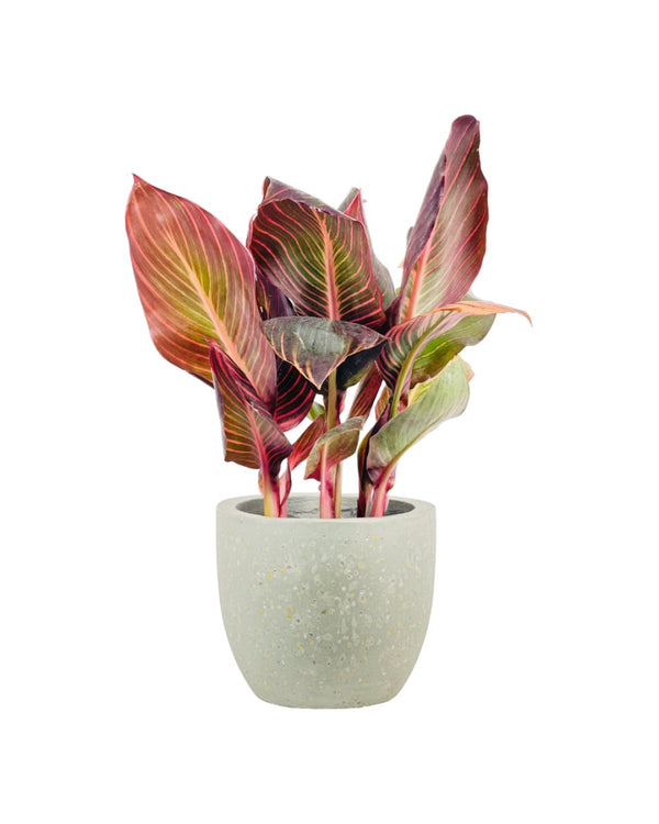 Canna Lily Plant - grow pot - Potted plant - Tumbleweed Plants - Online Plant Delivery Singapore