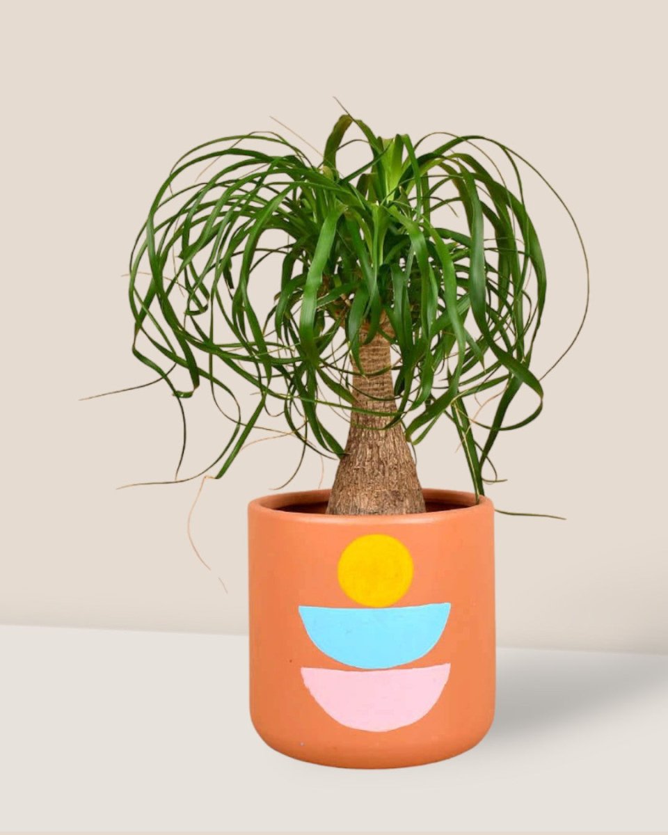 Canyon Planter - Pots - Tumbleweed Plants - Online Plant Delivery Singapore