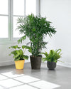 Cat - tastic Corner - Plant Bundle - PROD - CAT - 7085 - Tumbleweed Plants - Online Plant Delivery Singapore