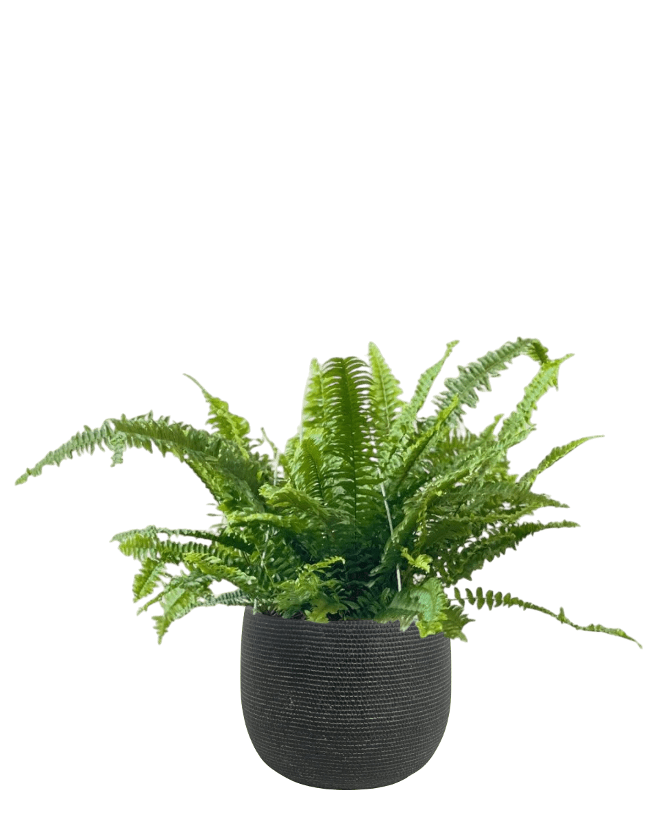 Cat - tastic Corner - Plant Bundle - PROD - CAT - 7085 - Tumbleweed Plants - Online Plant Delivery Singapore