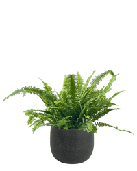 Cat - tastic Corner - Plant Bundle - PROD - CAT - 7085 - Tumbleweed Plants - Online Plant Delivery Singapore