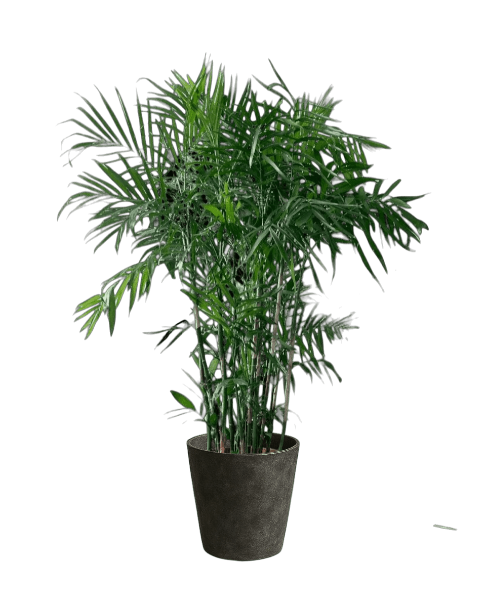Cat - tastic Corner - Plant Bundle - PROD - CAT - 7085 - Tumbleweed Plants - Online Plant Delivery Singapore