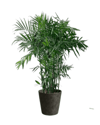 Cat - tastic Corner - Plant Bundle - PROD - CAT - 7085 - Tumbleweed Plants - Online Plant Delivery Singapore