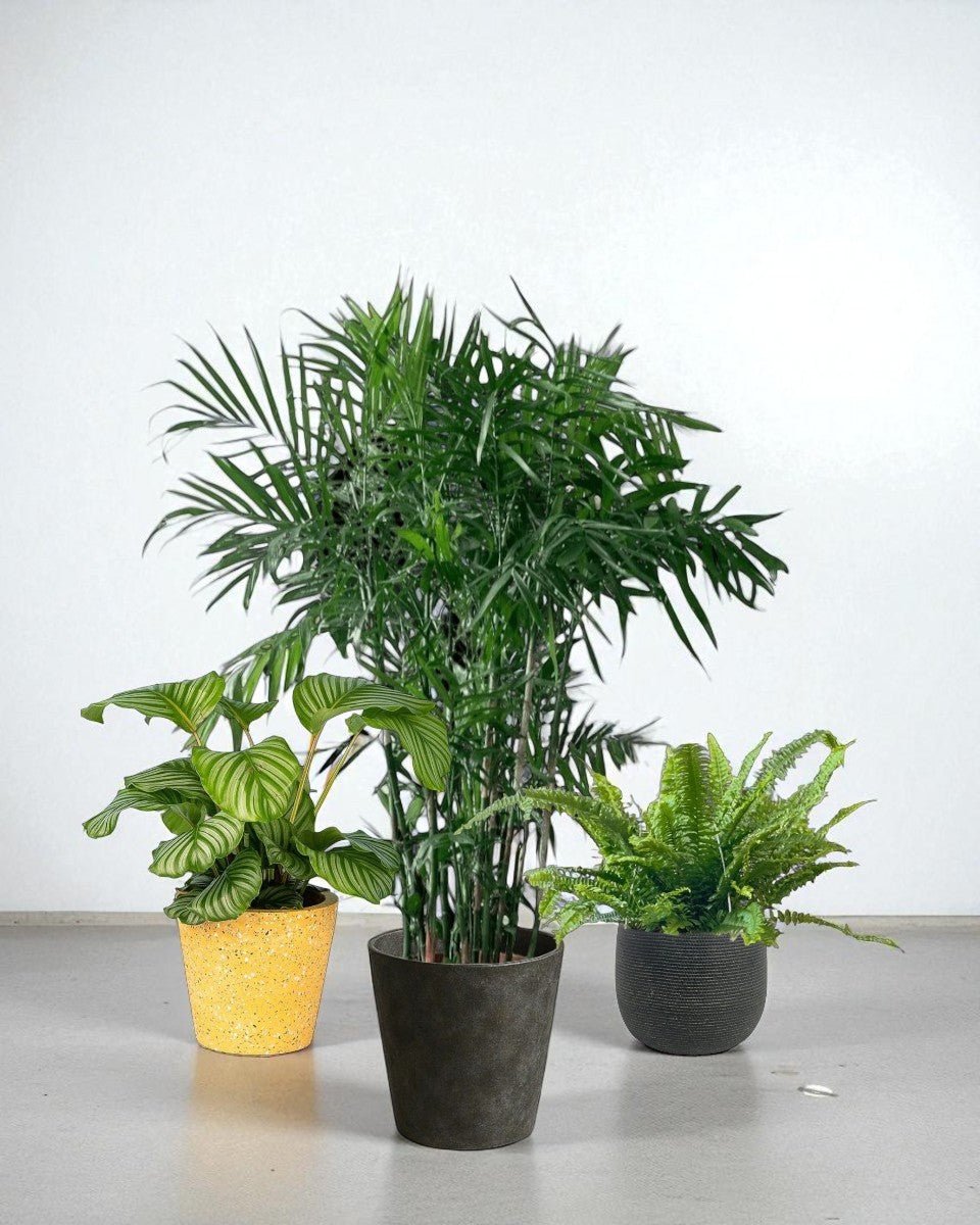 Cat - tastic Corner - Plant Bundle - PROD - CAT - 7085 - Tumbleweed Plants - Online Plant Delivery Singapore