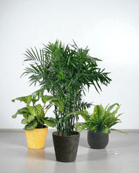 Cat - tastic Corner - Plant Bundle - PROD - CAT - 7085 - Tumbleweed Plants - Online Plant Delivery Singapore