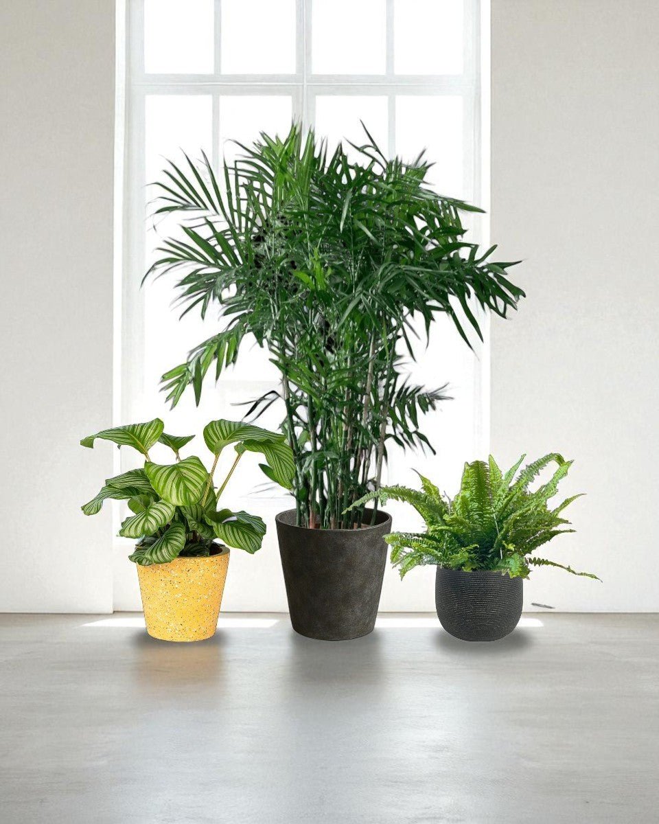 Cat - tastic Corner - Plant Bundle - PROD - CAT - 7085 - Tumbleweed Plants - Online Plant Delivery Singapore