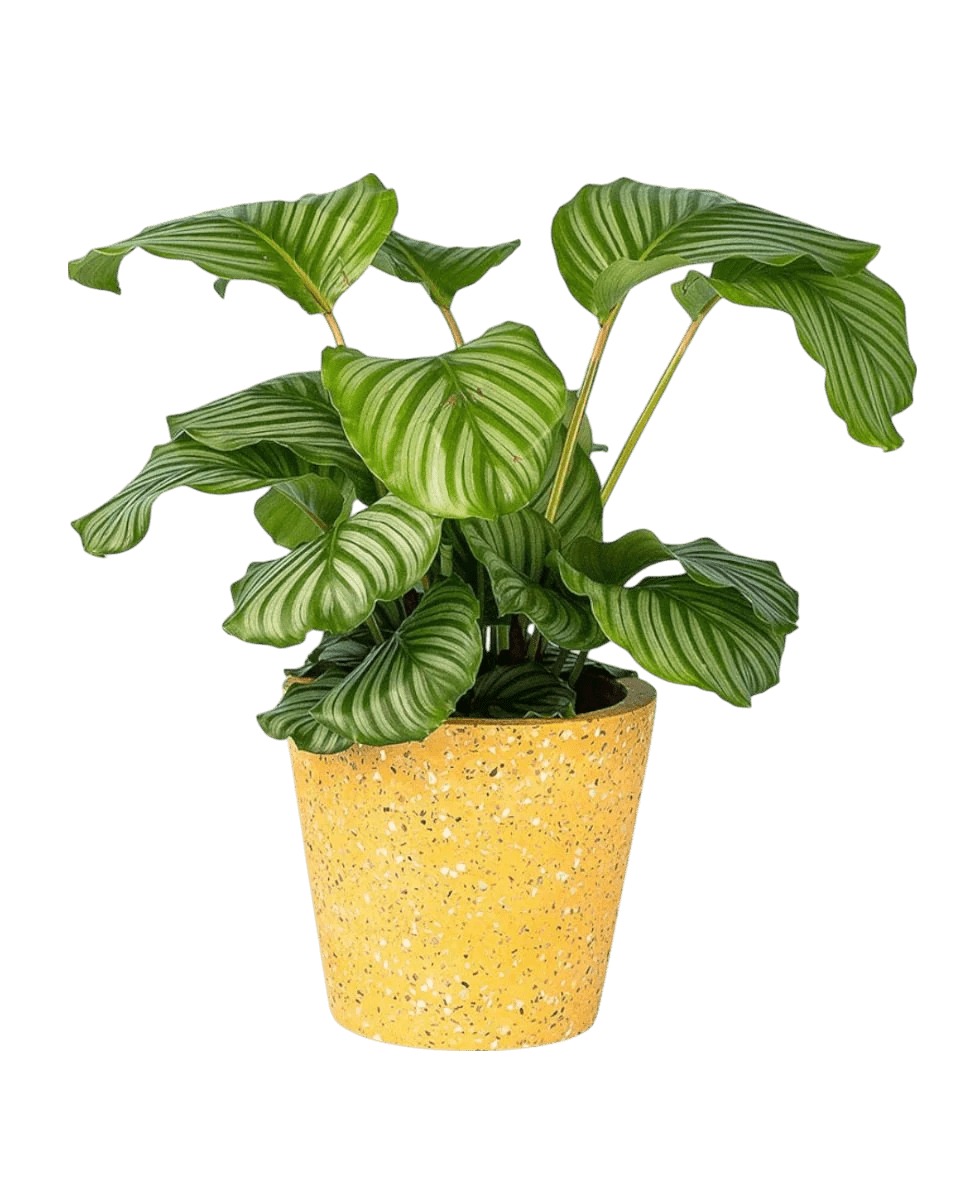 Cat - tastic Corner - Plant Bundle - PROD - CAT - 7085 - Tumbleweed Plants - Online Plant Delivery Singapore
