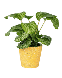 Cat - tastic Corner - Plant Bundle - PROD - CAT - 7085 - Tumbleweed Plants - Online Plant Delivery Singapore