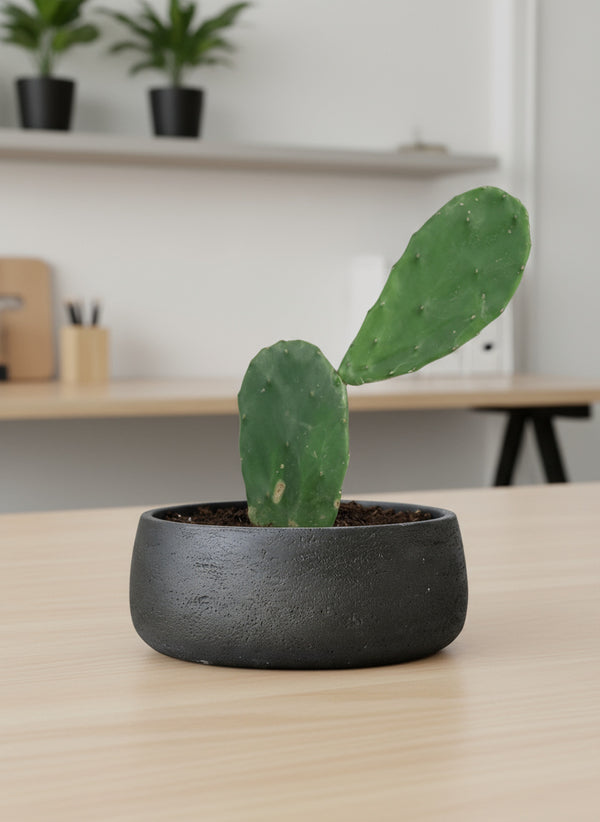 prickly pear cactus pot size Prickly Pear Cactus (0.3)