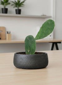 Prickly Pear Cactus (0.3)