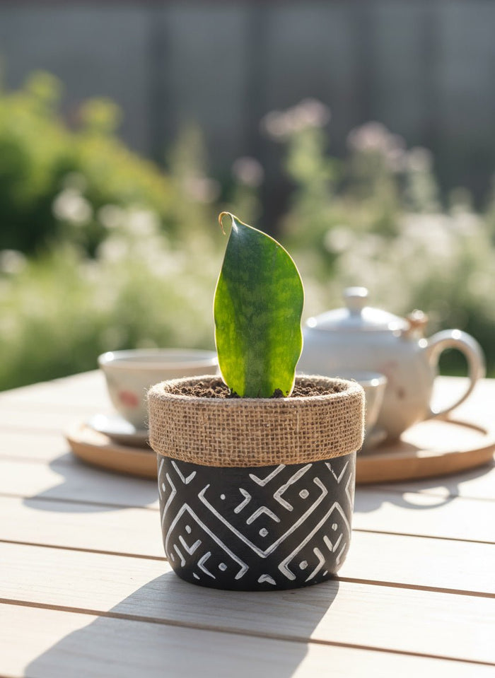 Baby Whale Fin Sansevieria Plant - Potted plant - POTT-BABY-GRW-5747 - Tumbleweed Plants - Online Plant Delivery Singapore