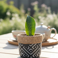 Baby Whale Fin Sansevieria Plant