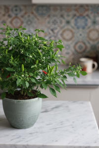 Chili Plant - Potted plant -  Tumbleweed Plants