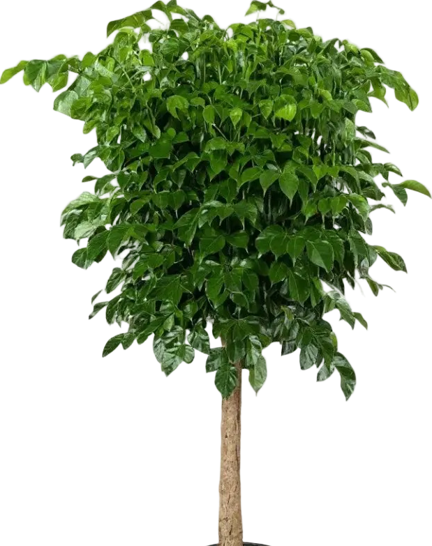 China Doll Tree (1.5m)
