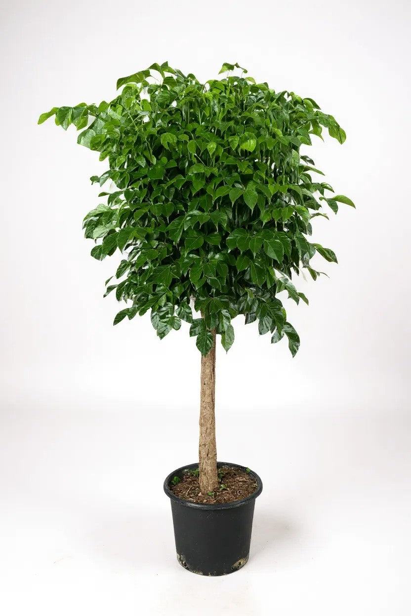 China Doll Tree XL (1.5m) - Potted plant -  Tumbleweed Plants