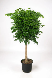 China Doll Tree XL (1.5m) - Potted plant -  Tumbleweed Plants