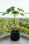 Papaya Plant Tall - Potted plant -  Tumbleweed Plants