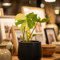 Monstera Thai Constellation