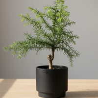 Araucaria cunninghamii - Hoop Pine