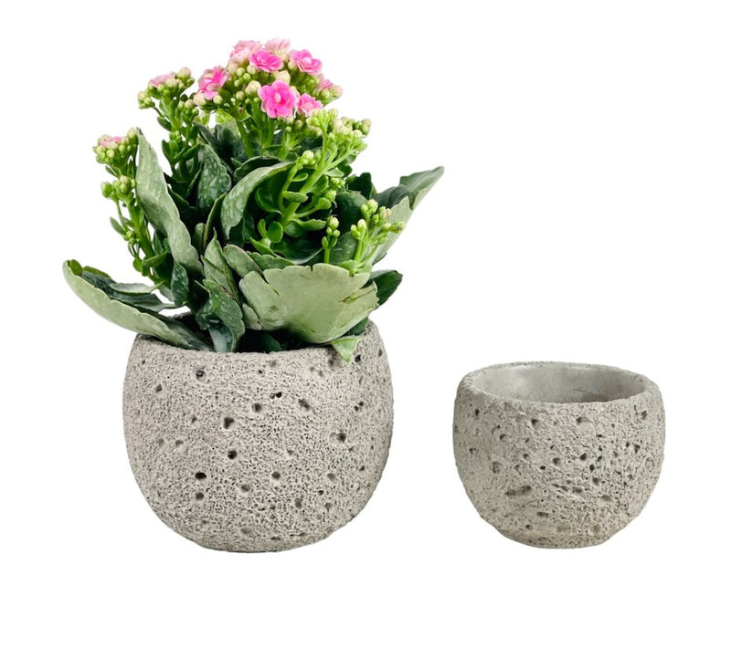 Cement Planter - Round - Pot - Tumbleweed Plants - Online Plant Delivery Singapore