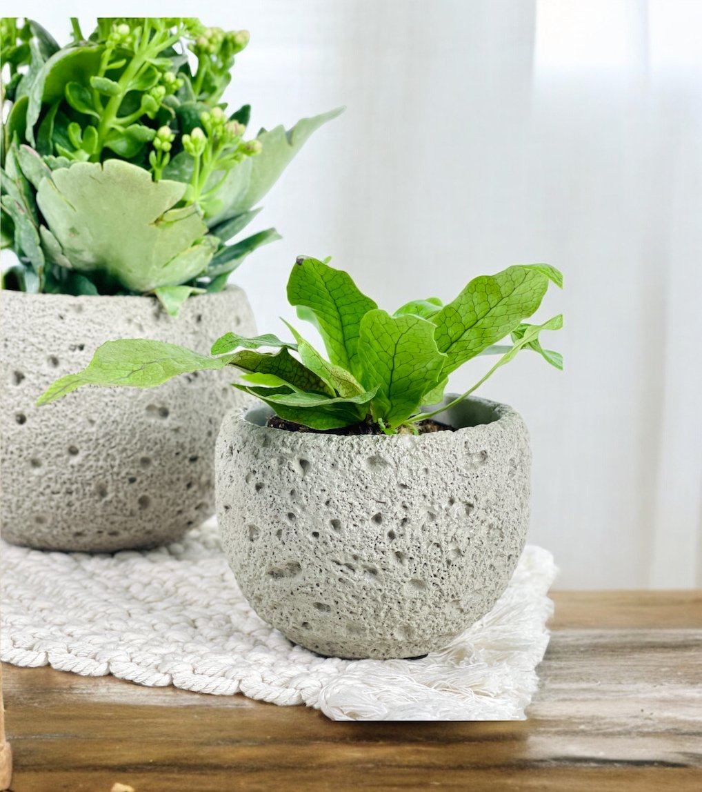 Cement Planter - Round - Pot - Tumbleweed Plants - Online Plant Delivery Singapore