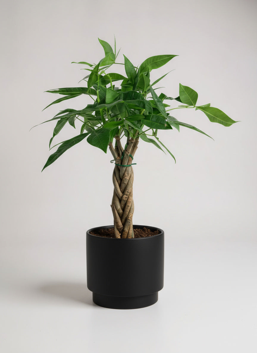 mini money tree gift Buy Mini Money Tree - Cute Lucky Gift