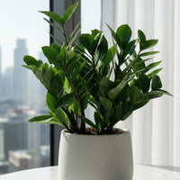 ZZ Plant - Medium
