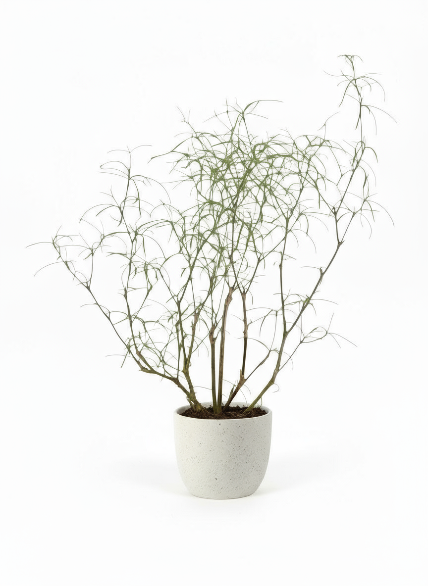 Euphorbia Hedyotoides