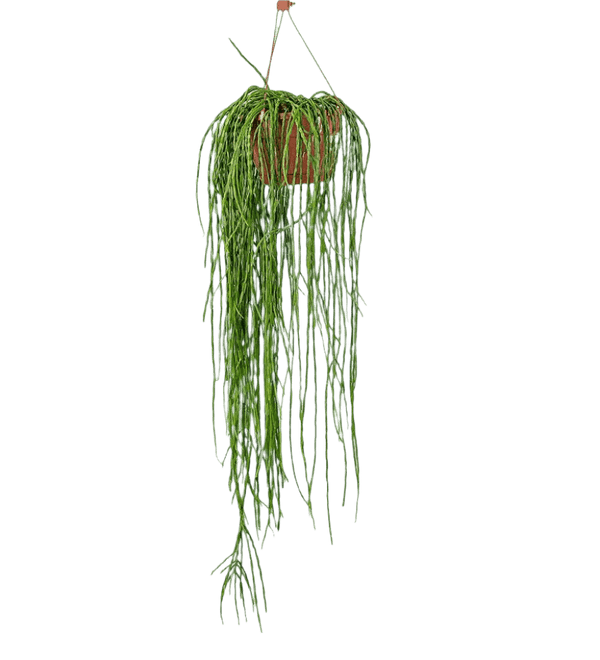 Chain Cactus - Potted plant - JUST - CHAI - GRW - 1959 - Tumbleweed Plants - Online Plant Delivery Singapore