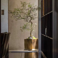 Chaste Tree - Real - Trunk Artificial - Potted plant - CHAS - 7246 - Tumbleweed Plants - Online Plant Delivery Singapore