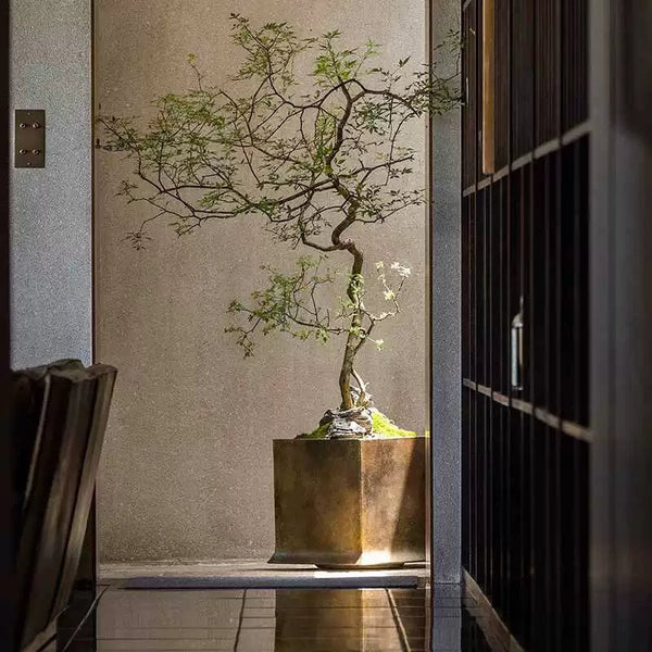 Chaste Tree - Real - Trunk Artificial - Potted plant - CHAS - 7246 - Tumbleweed Plants - Online Plant Delivery Singapore