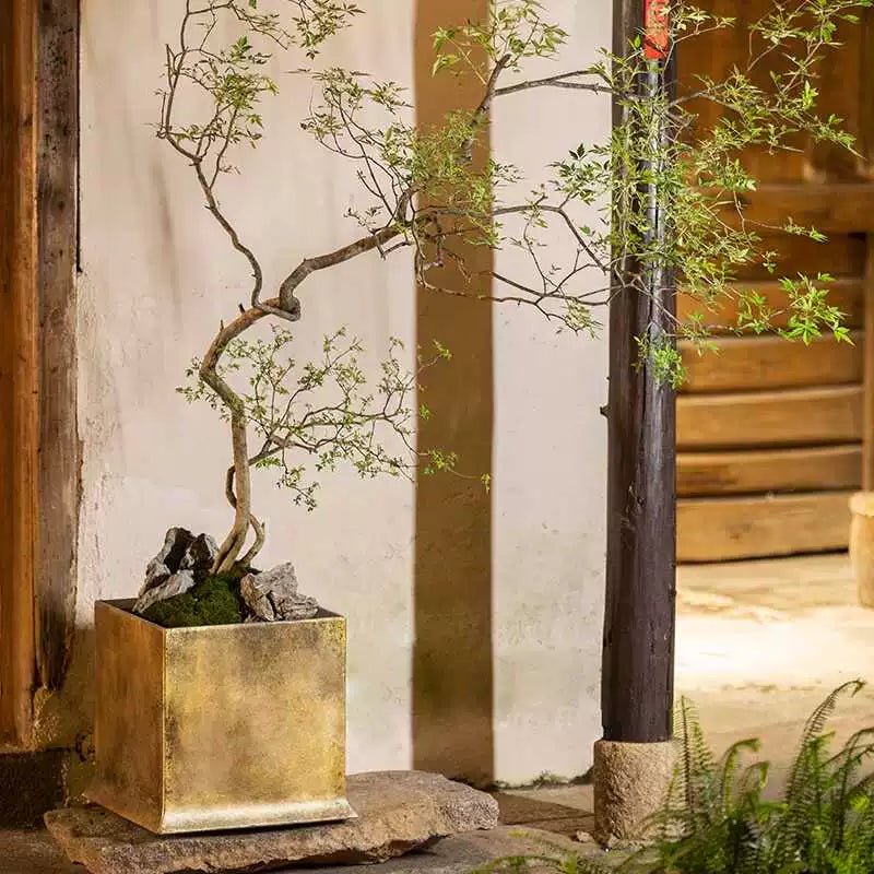 Chaste Tree - Real - Trunk Artificial - Potted plant - CHAS - 7246 - Tumbleweed Plants - Online Plant Delivery Singapore
