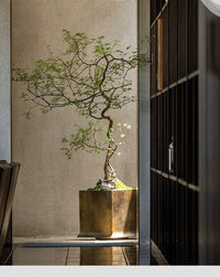 Chaste Tree - Real - Trunk Artificial - Potted plant - CHAS - 7246 - Tumbleweed Plants - Online Plant Delivery Singapore