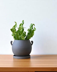Cheer Planter - Planter - 5887784766543 - Tumbleweed Plants - Online Plant Delivery Singapore