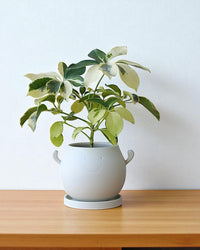 Cheer Planter - Planter - 5887784766543 - Tumbleweed Plants - Online Plant Delivery Singapore