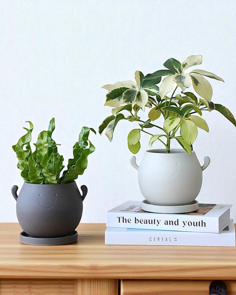 Cheer Planter - Planter - 5887784766541 - Tumbleweed Plants - Online Plant Delivery Singapore