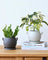 Cheer Planter