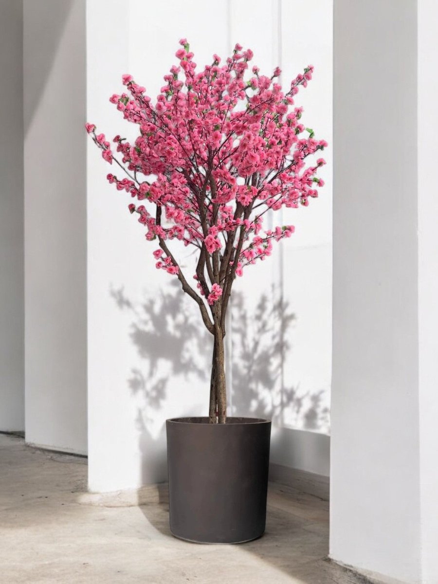 Cherry Blossom (2m) - Potted plant - POTT - CHER - RRB - 6761 - Tumbleweed Plants - Online Plant Delivery Singapore